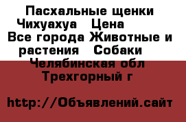 Пасхальные щенки Чихуахуа › Цена ­ 400 - Все города Животные и растения » Собаки   . Челябинская обл.,Трехгорный г.